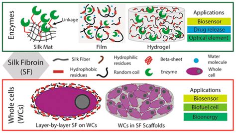  Silk Fibroin: Biocompatibile e Innovativo per Applicazioni Mediche di Avantistica!