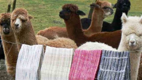  Alpaca fibra: La morbidezza incredibile per l'industria tessile di lusso!