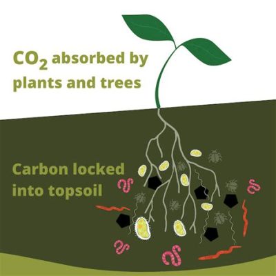 Biochar: Un Materiale Biologico Fantastico per il Miglioramento del Suolo e la Riduzione delle Emissioni di Carbonio!