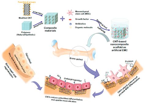 Elastina: Un Biomateriale Innovativo per Protesi e Rigenerazione Tissutale!