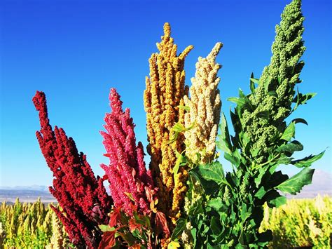  Quinoa:  Un Seme Antico per una rivoluzione eco-sostenibile nell'industria alimentare?